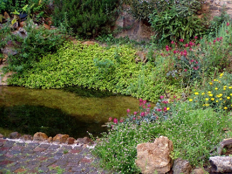 Il Laghetto del Centro di Entomologia - Piombino (LI)